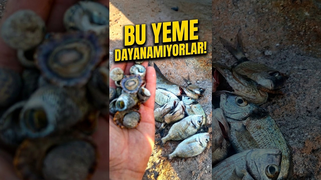 Sargoz ve Karag&ouml;z Bu Yeme Dayanamıyor! | Kıyıdan Balık Avı