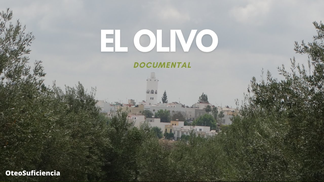 El OLIVO | DOCUMENTAL sobre su historia, usos y propiedades | ARAHAL