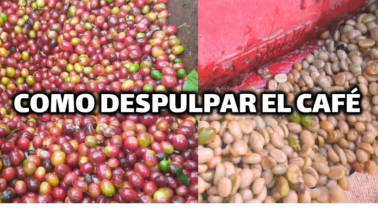 Como  despulpar el café con maquina de motor