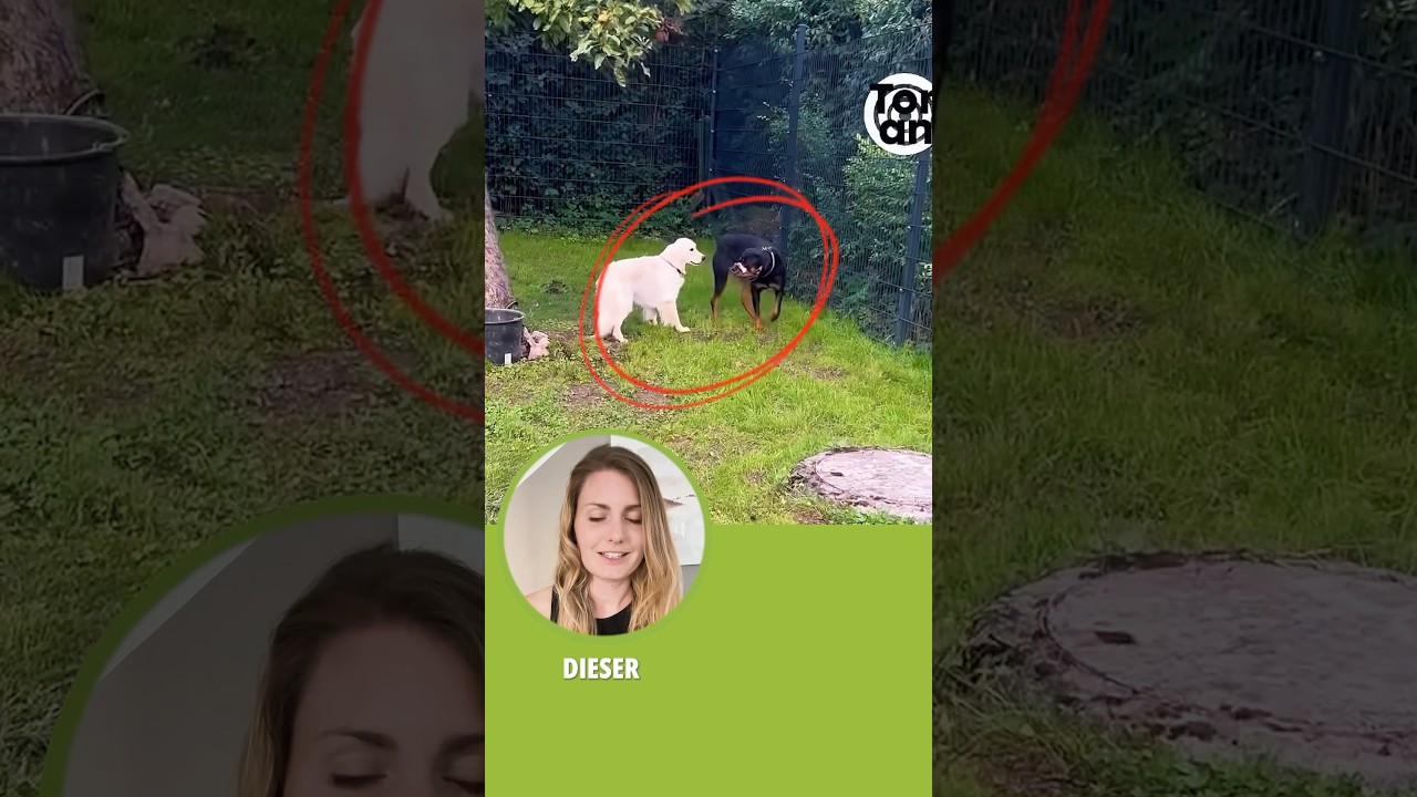 Hat dich dieses Video auch schockiert?