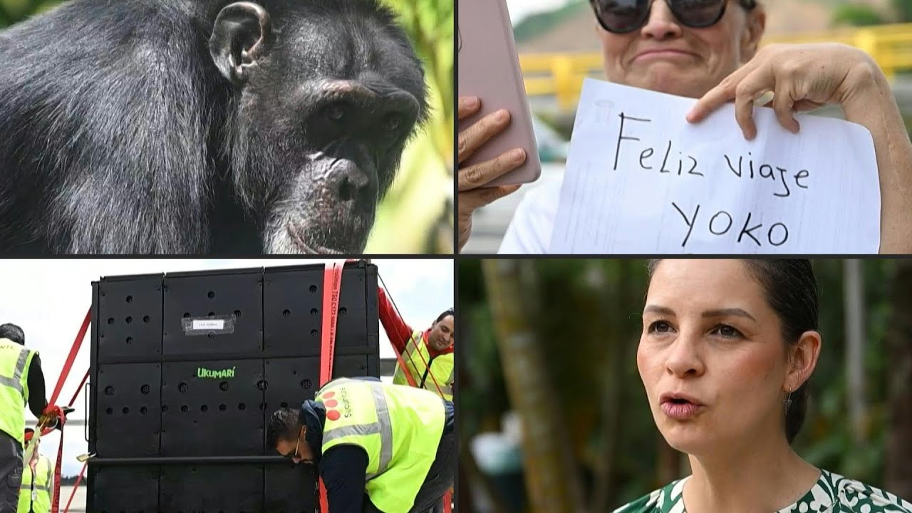 Yoko, el chimpancé solitario de Colombia que se reencuentra con su especie en Brasil | AFP
