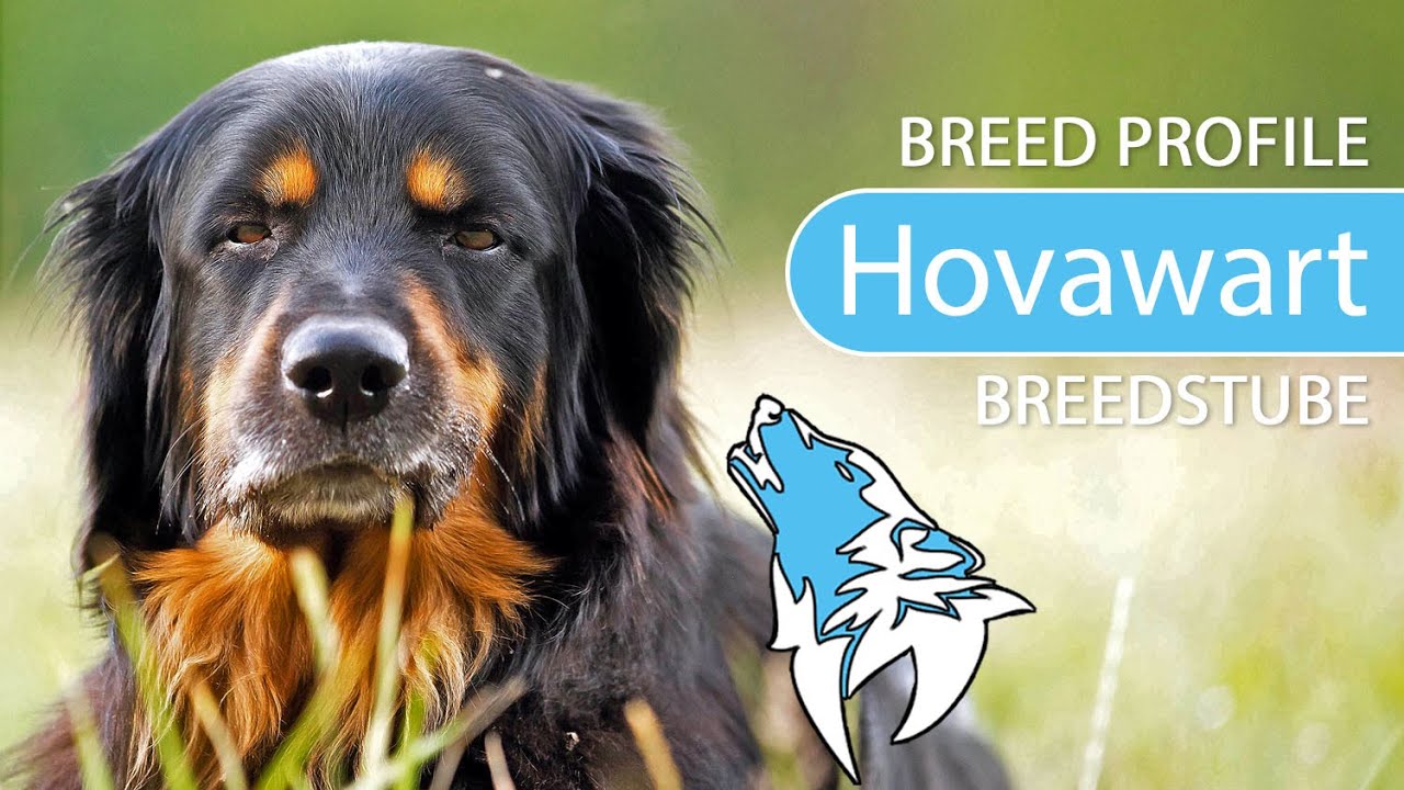 ► Hovawart Breed Profile [2022] Temperament & Training