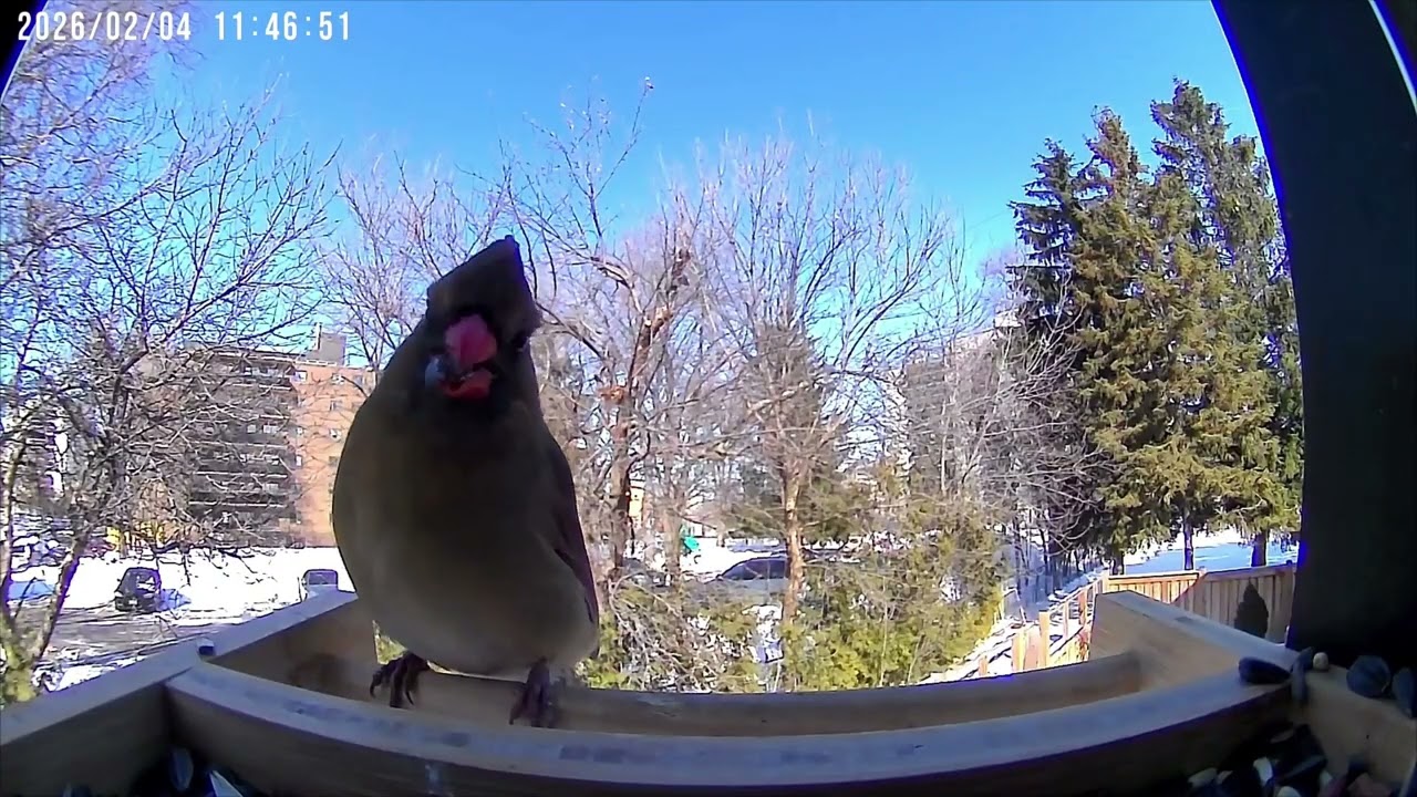 Watch these wild birds compete at the feeder