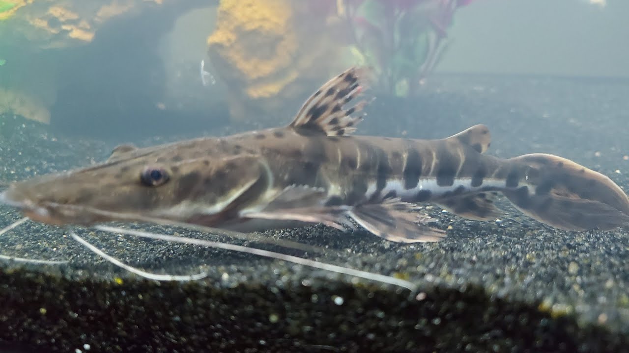 New Fish! New Aquarium! Tiger Shovelnose Catfish!