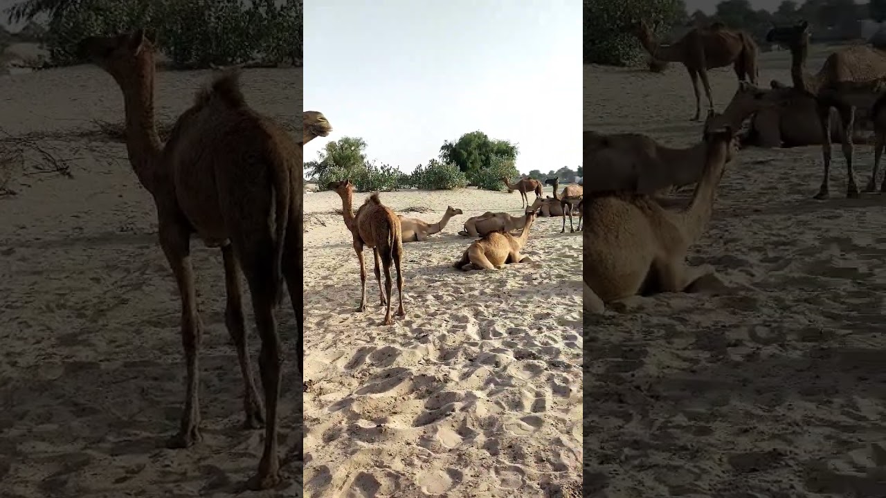 popular camel|white Desert #trending #shorts #viral