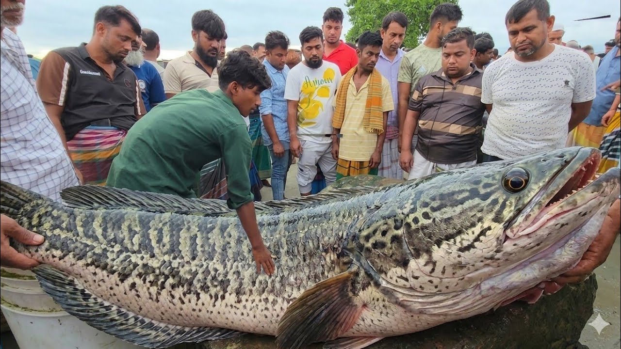 আড়িয়াল বিলে মাছের মেলা! ঈদের আগে পানির দামে মাছ কেনার শেষ সুযোগ! Bangladesh Fish market 