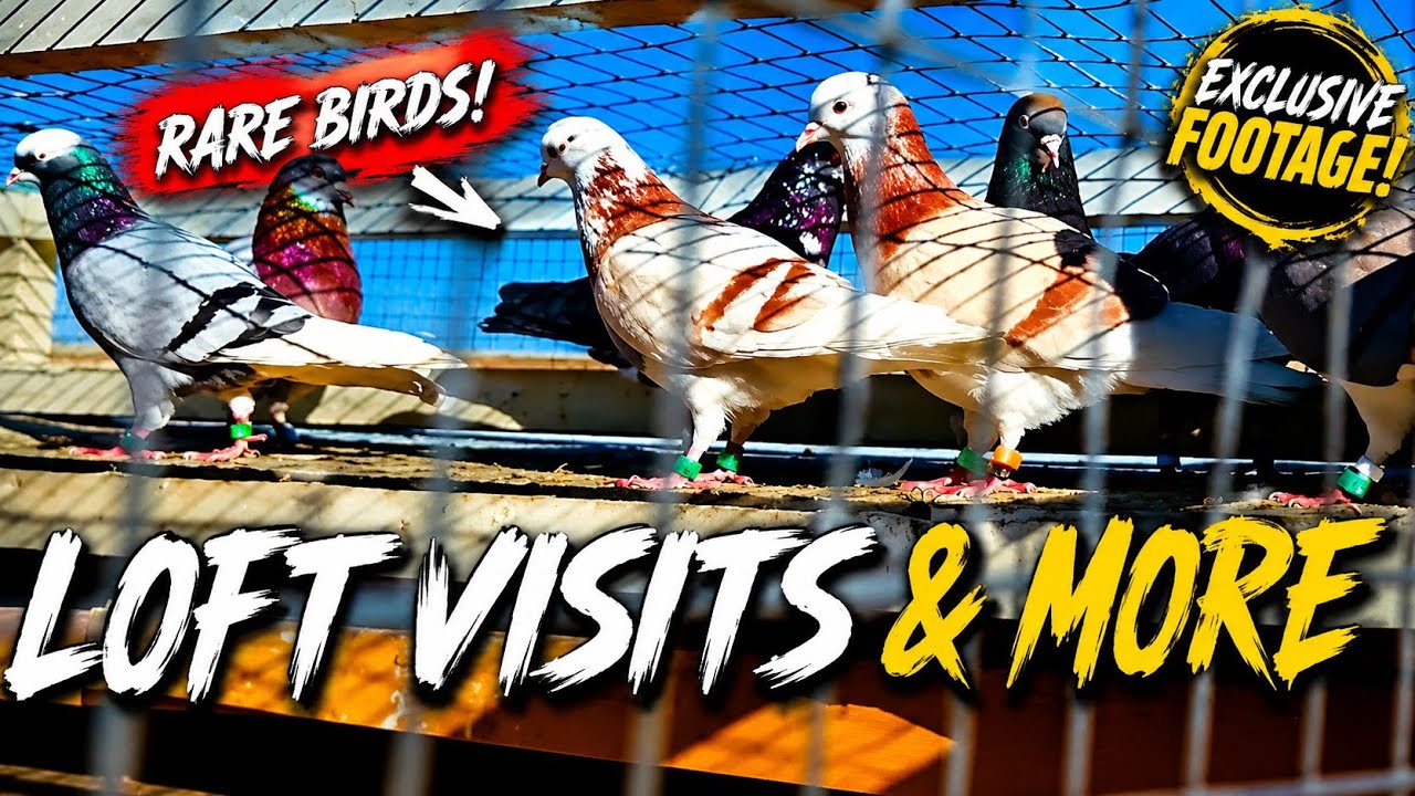 LOFT VISITS AND MORE!!! #rollerpigeon #thepigeonmedia #loftvisit