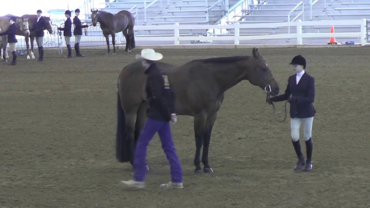 2016 05 07 Chloe's Youth English Showmanship 14 18