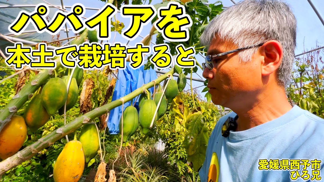 パパイアを本土で栽培すると．．．!?本土での熱帯果樹ならこの方にお任せ！【愛媛県西予市 ひろ兄】