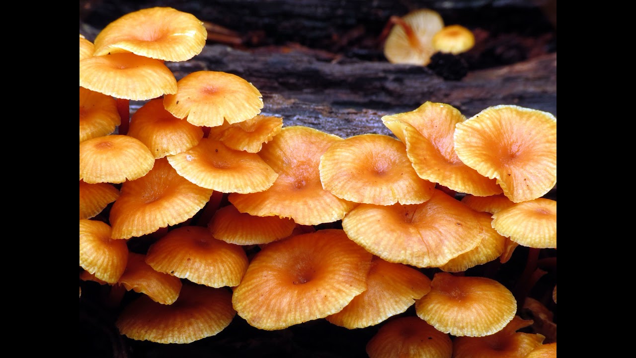 Xeromphalina kauffmanii