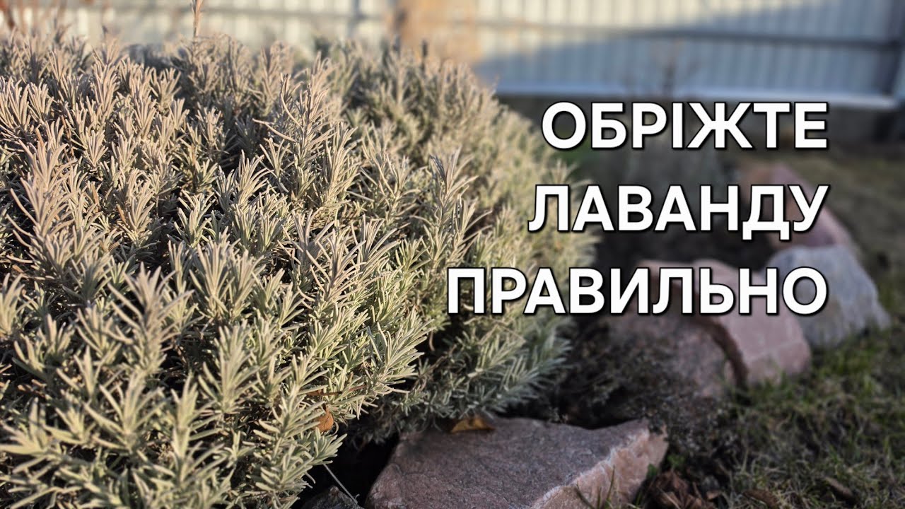 Як обрізати ЛАВАНДУ весною?
