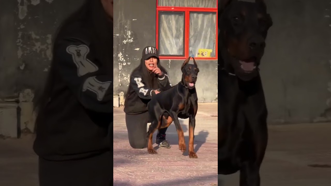 #pitbull #doberman #boxerdog #aggressive #dogbreed #dogfight #dog #attack #family #trending #viral