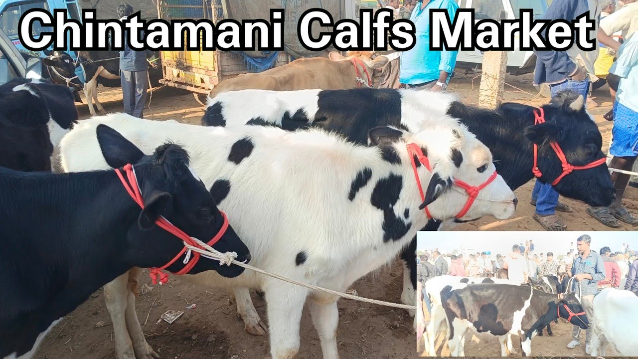 Chintamani 🐄 Calfs Market 🐄