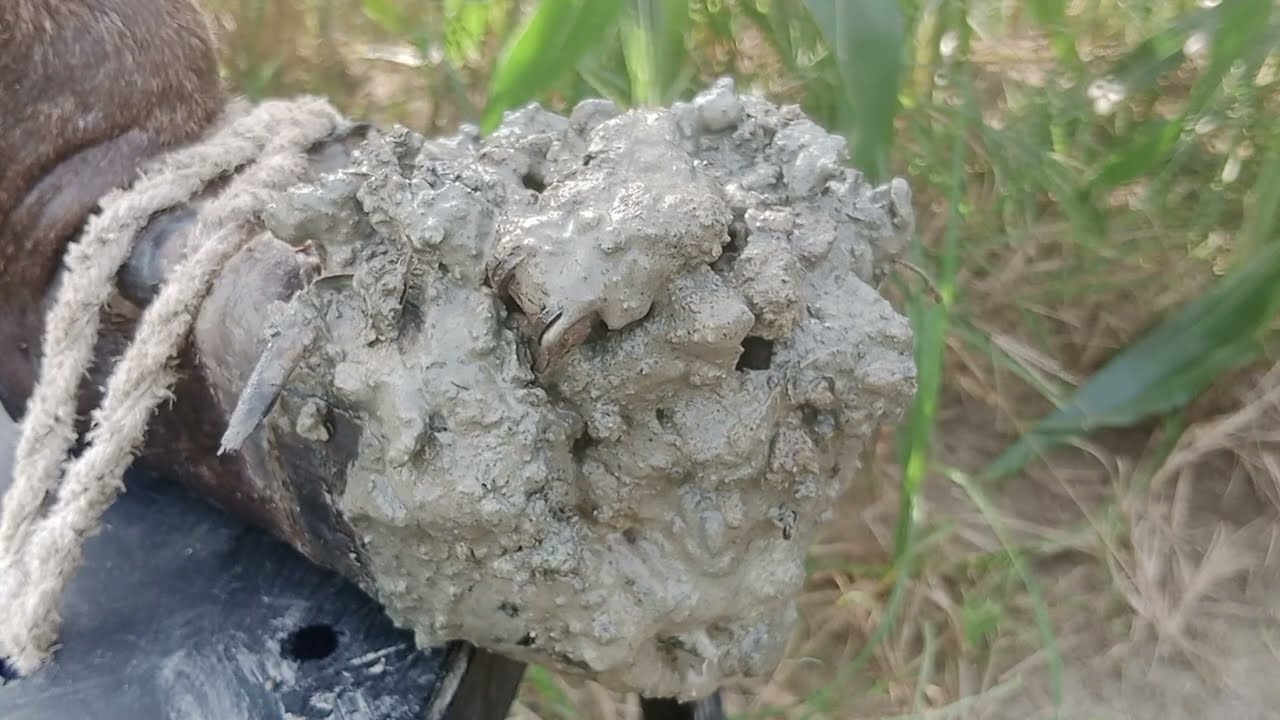 Be careful when helping cows. 
