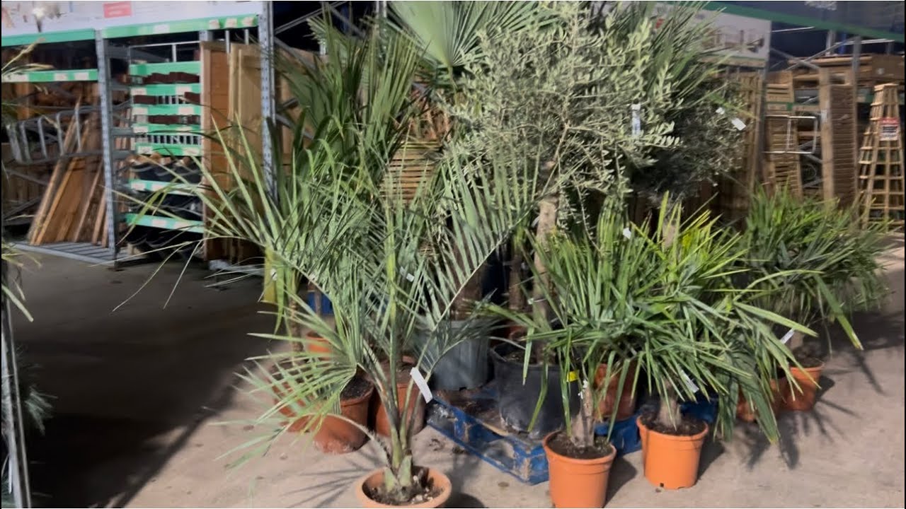 New Pallet of Palms at B&M Bargains!