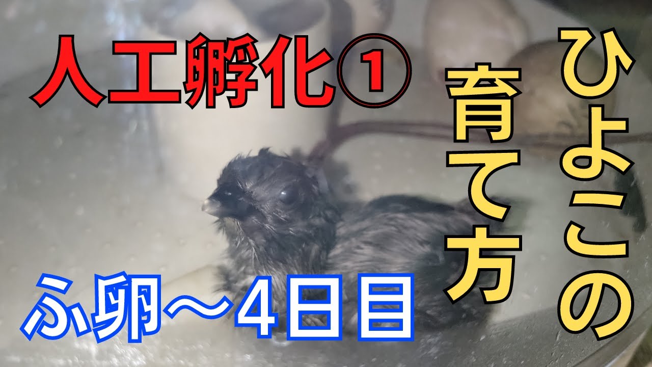 【人工孵化】ヒヨコの育て方①　～孵卵から生後４日目まで～