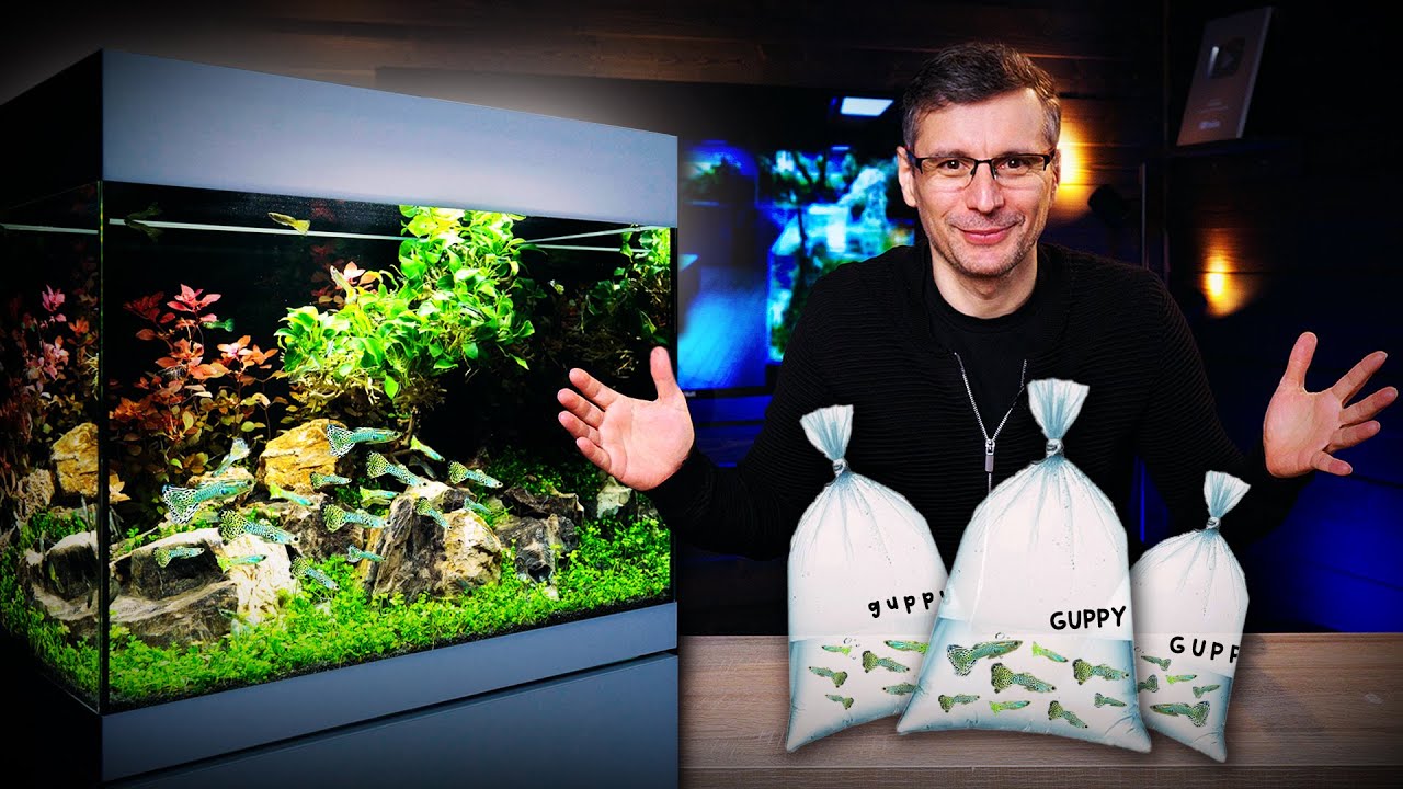 Low-Tech GUPPY PLANTED AQUARIUM For Beginners