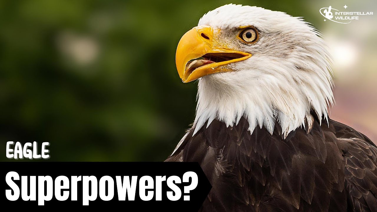 Eagle Behavior 101: Everything You Need to Know