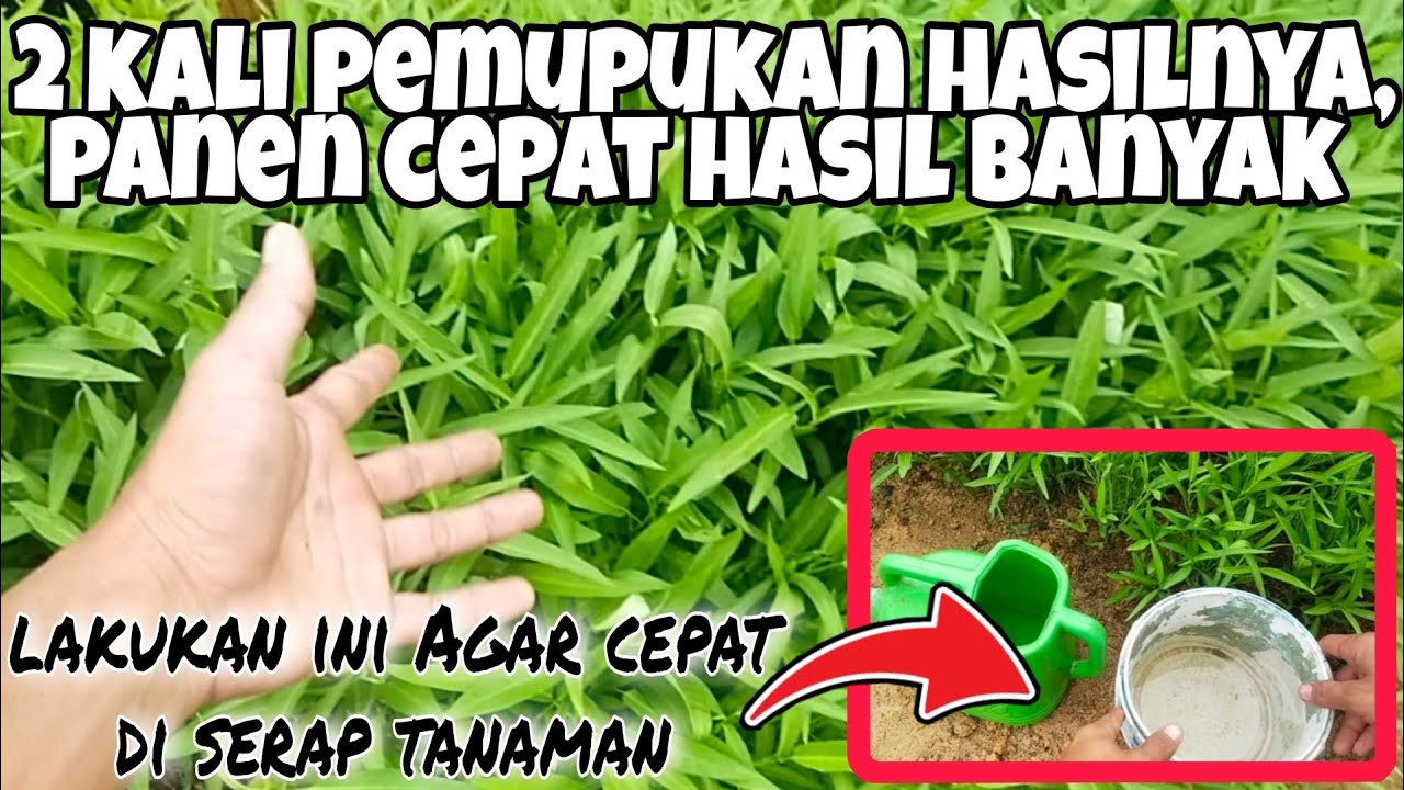 Dosis Cara Pemberian Pupuk Untuk KANGKUNG CABUT | cara menanam kangkung cabut