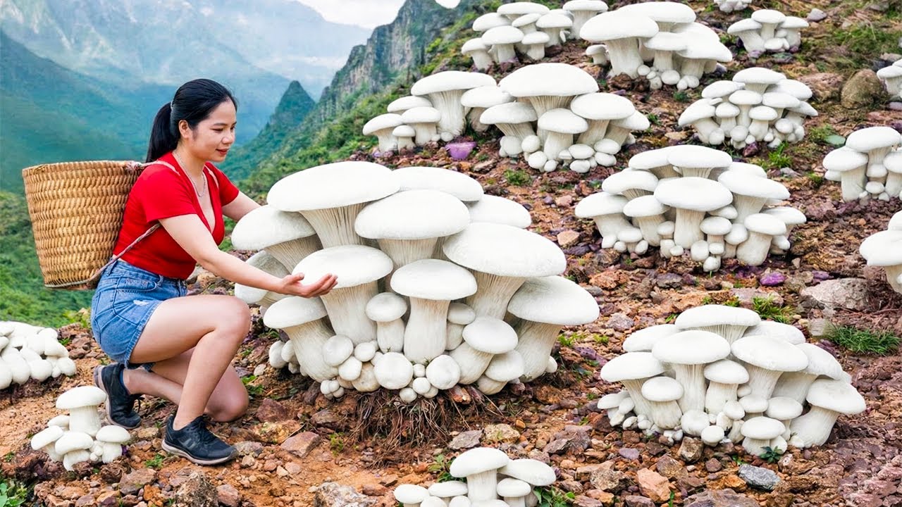 Harvesting 1000+kg STUNNING Rare White Forest Mushrooms! Market Day & Healthy Mushroom Porridge