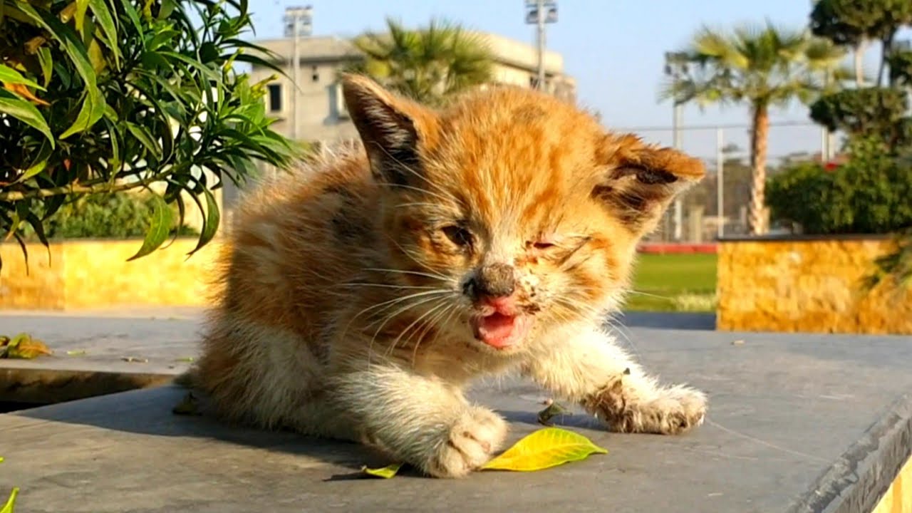 Baby Kitten on the Road Finds a Kind Savior and a Safe, Happy New Start 🐱💖🐾