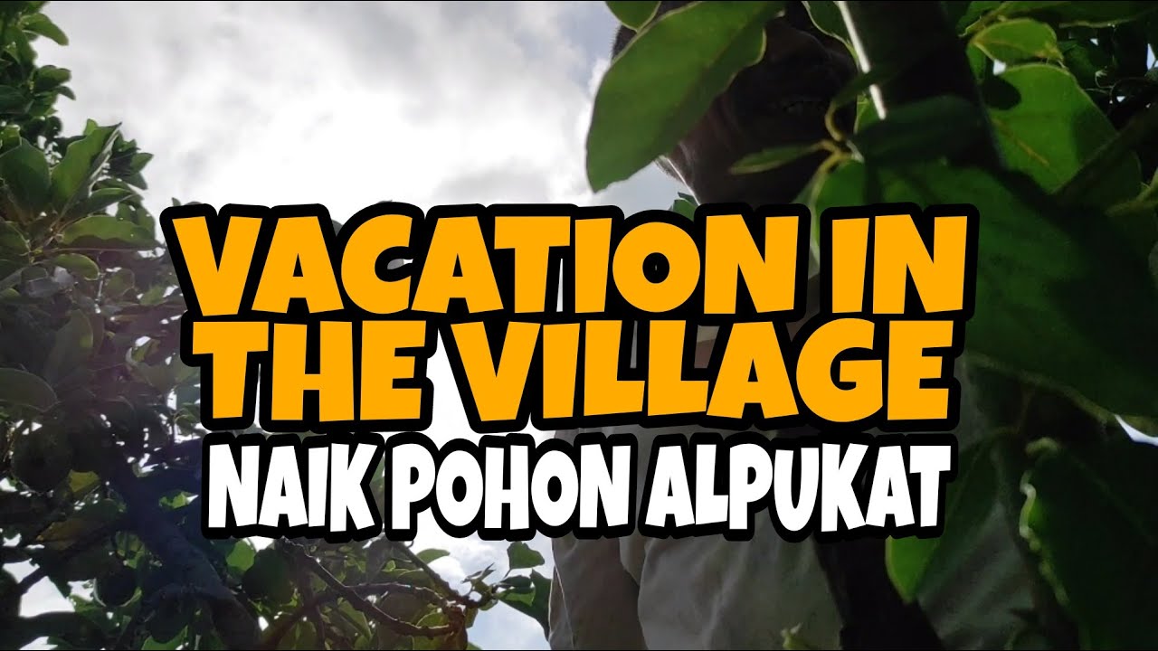 Liburan di Desa | vacation in the village | climb a tree avocado - Pak No Family