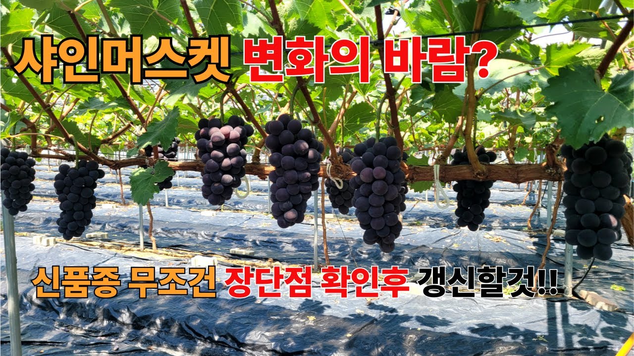 이 품종 하나로 판도가 바뀐다  신품종 최초 공개!! 샤인머스켓에 지친 농가 무조건 보셔야합니다