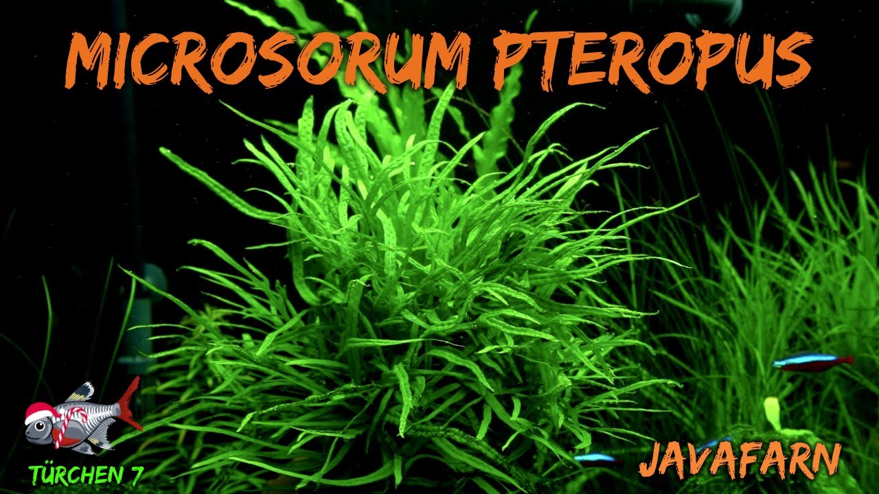 Der Javafarn - Microsorum pteropus | ADVENTdicted! Adventskalender | Türchen 7