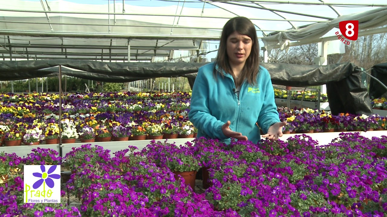 La Aubrieta, características y cuidados - Tu Jardín a Punto