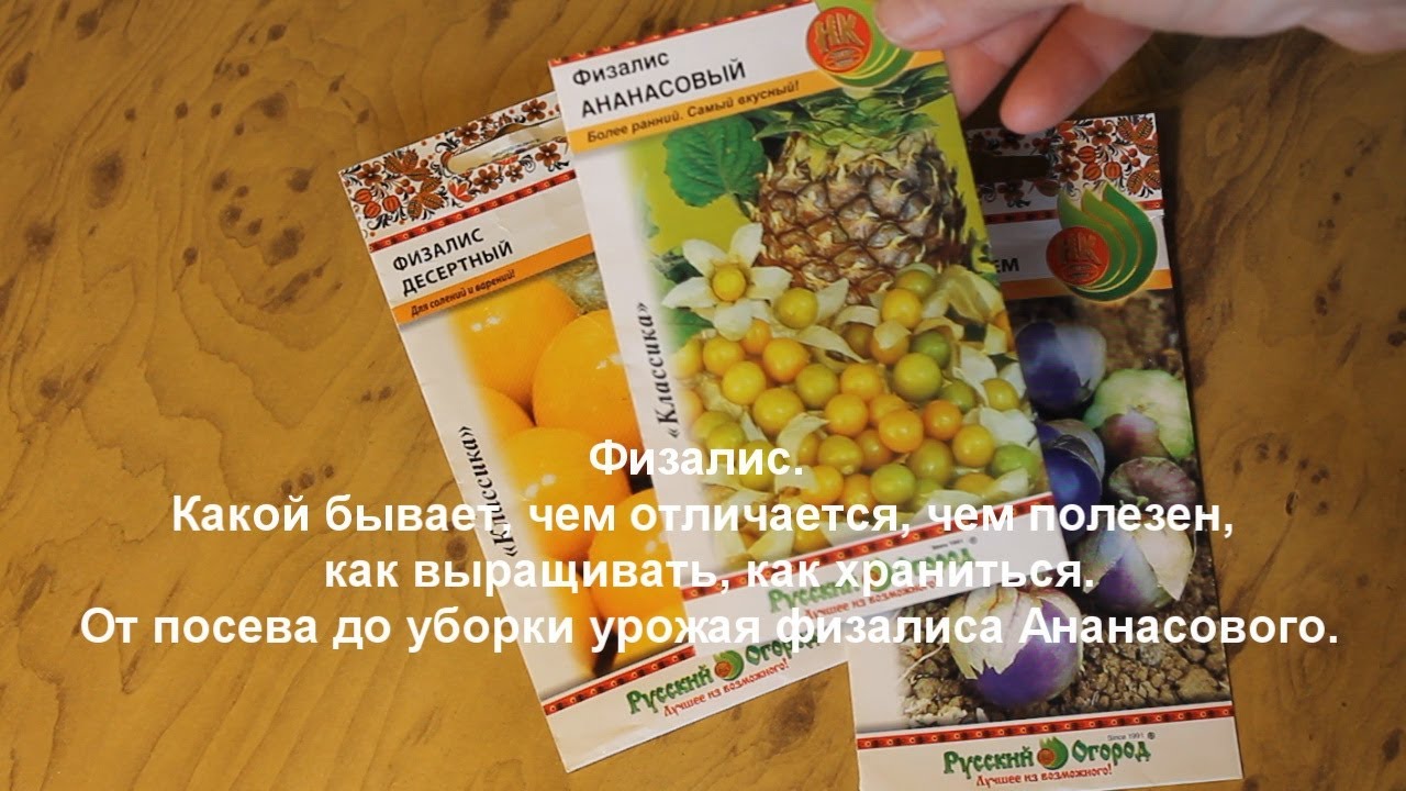 Физалис. Какой бывает, чем отличается, чем полезен. От посева до урожая физалиса сорта Ананасный.