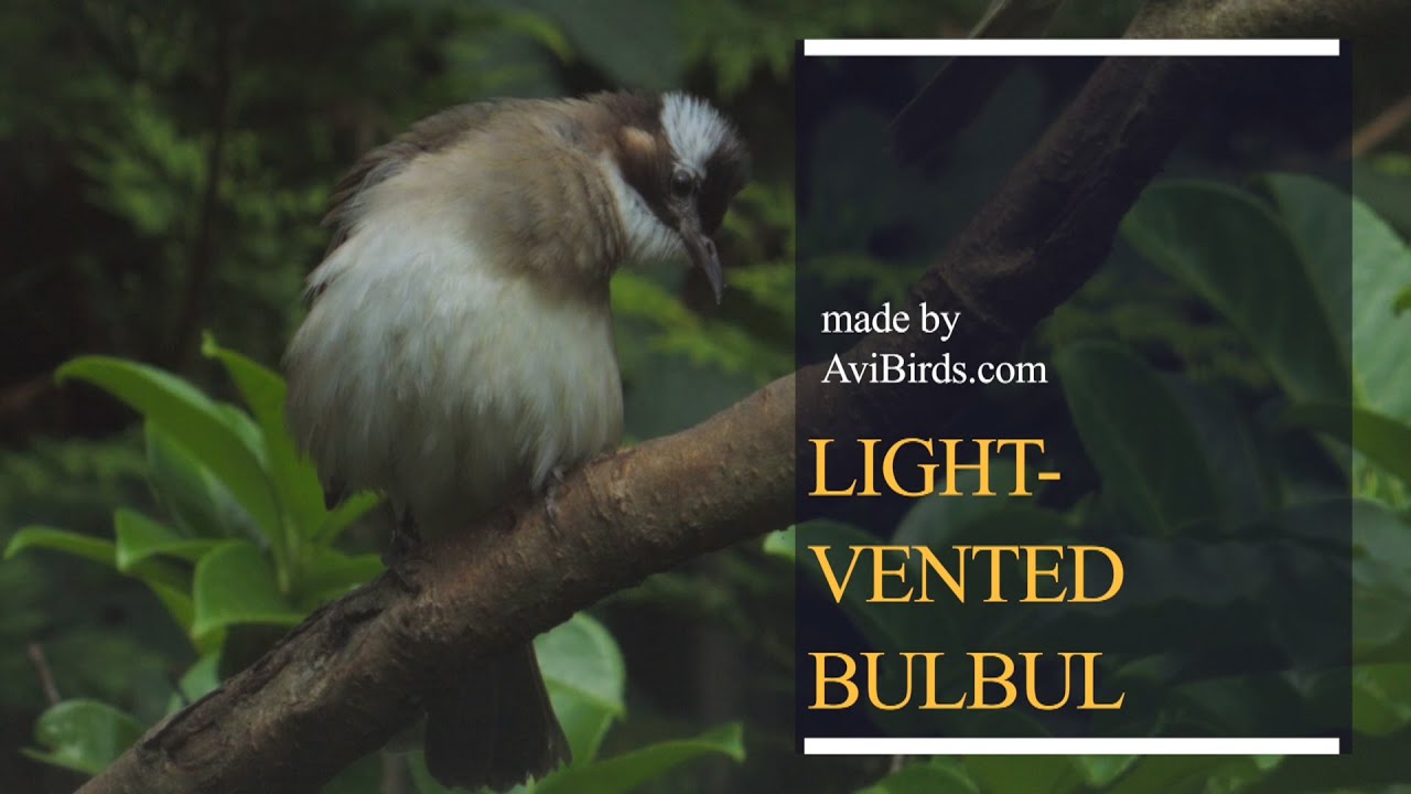 Light-Vented Bulbul / Chinese bulbul [Pycnonotus Sinensis]