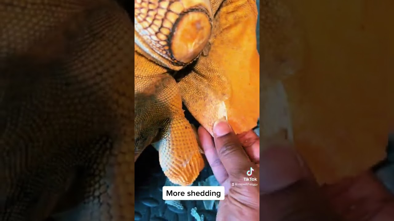Iguana Shedding - Rocket The Iguana