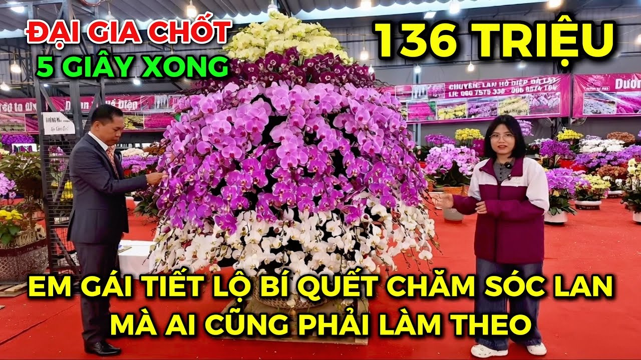 📌 CHẬU LAN  HỒ ĐIỆP CỰC ĐẸP TẾT 2026, HƯỚNG DẪN CÁCH CHĂM SÓC LAN CHƠI CẢ NĂM KHÔNG HỎNG