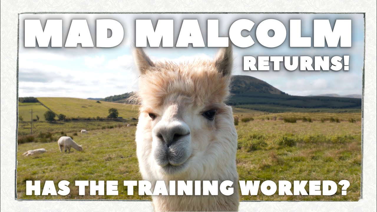 AGGRESSIVE ALPACA | One Year On