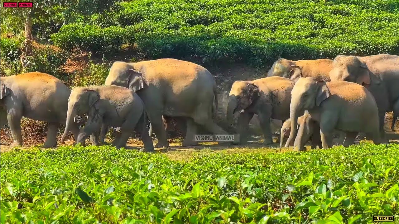 2 february 2026 #assam #animals #vishnuanimal 
