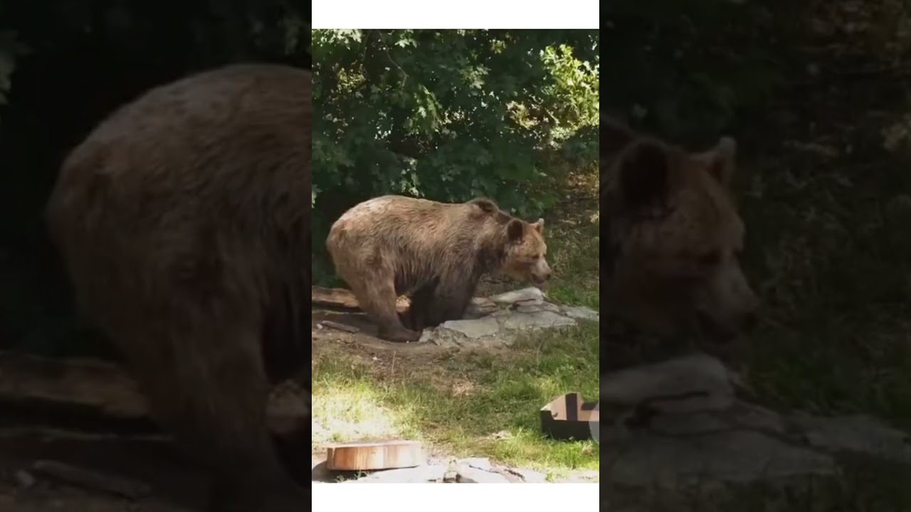 Ireland's Lost Beasts - Bears & Wolves