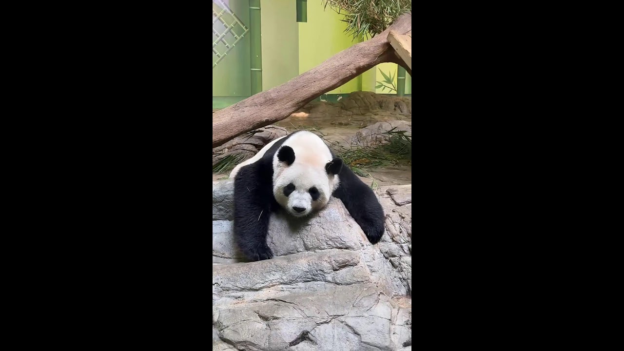 Live #shorts experience the relaxing world of these wonderful creatures 🎍