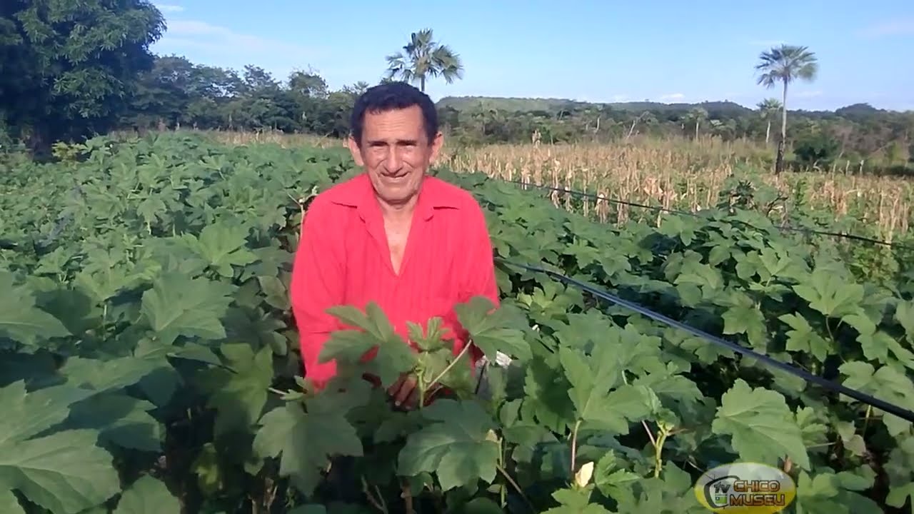 COMO ESTÁ O CARA SECA E SUAS PLANTAÇÕES