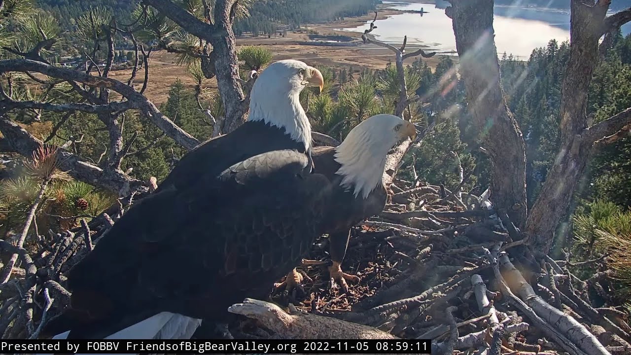 ГНІЗДО БІЛОГОЛОВОГО ОРЛАНА.ВЕЛИКИЙ ВЕДМІДЬ. США 5-11-22-BALD EAGLE'S NEST. BIG BEAR. CALIFORNIA. USA