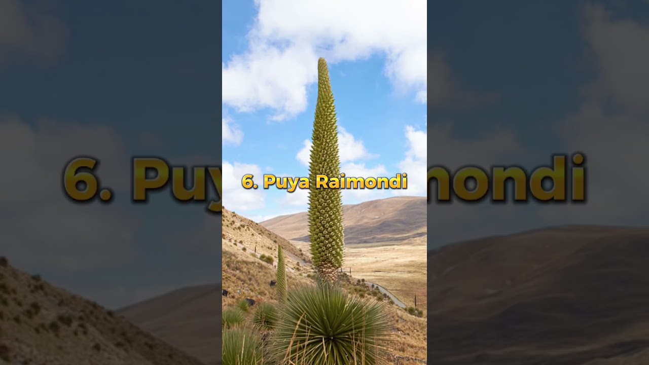 Top 10 BIGGEST FLOWERS in The World. # short # biggestflowers | The Toppest World.