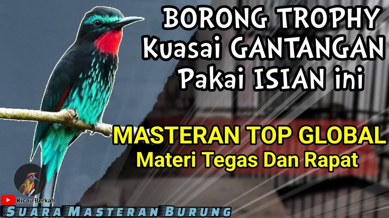 MASTERAN TOP GLOBAL!! MASTERAN Kasar Untuk Burung LOMBA ~ Burung Dengan MATERI TEGAS DAN RAPAT