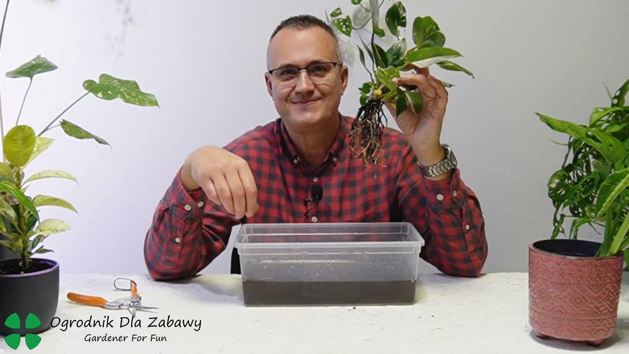 100. Rosliny z dyskontów, jak wybierać, co zrobić żeby rosły. Monstera adansonii, Philodendron