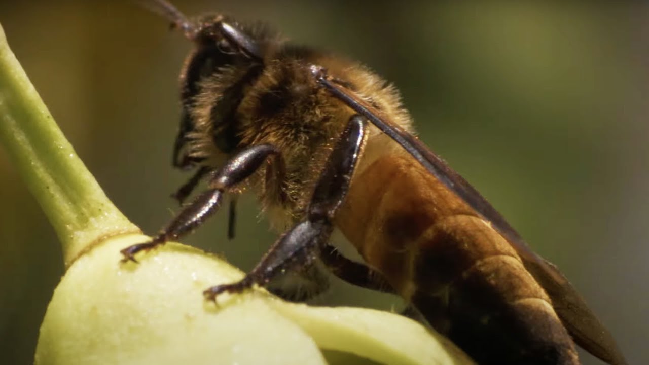 Охотники за медом против пчел и тигров | Ганг | BBC Earth