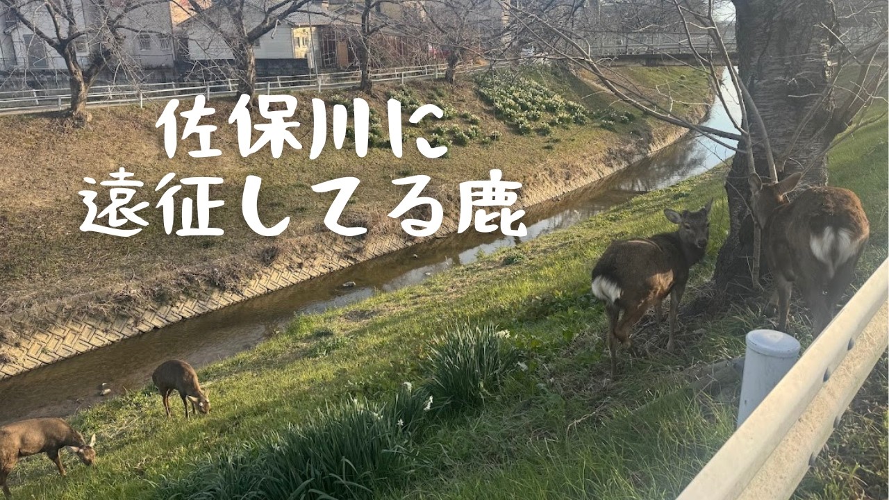 佐保川にいる鹿たちが奈良公園に帰るのを見守る【奈良市ご当地Vtuber】