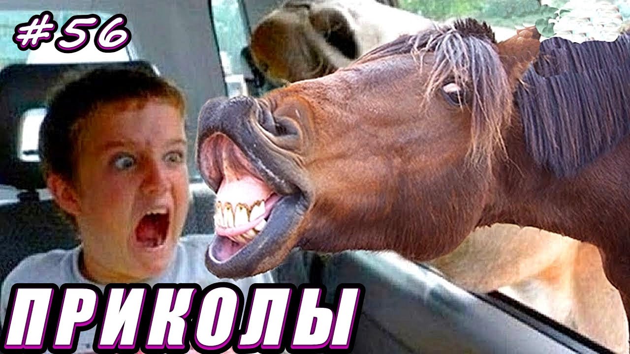 ПРИКОЛЫ 2024  РЖАЛ ДО СЛЕЗ 😂 26 Минут ОТБОРНЫХ Русских приколов ИЮНЬ 2024 Смешные видео  #56