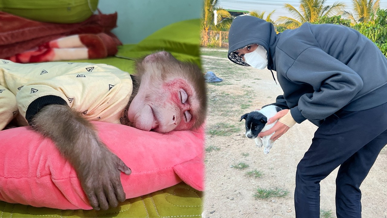 Monkey Luk dreams Dog Milo is kidnapped&hellip; and wakes up in panic! 😱