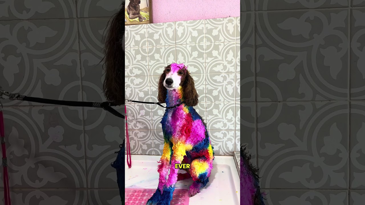 Основы креативного груминга! Урок креативного груминга 🐶🎨! #Креативныйгруминг #шортыдляпитомцев #...