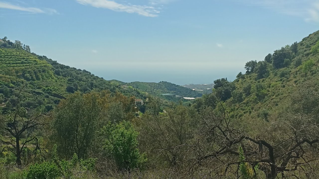 Still wild nature ✌️🌳💚