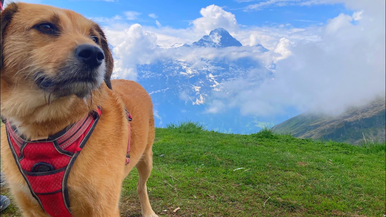 スイス🇨🇭グリンデルワルト【前編】愛犬と一緒にハイキング!Grindelwald