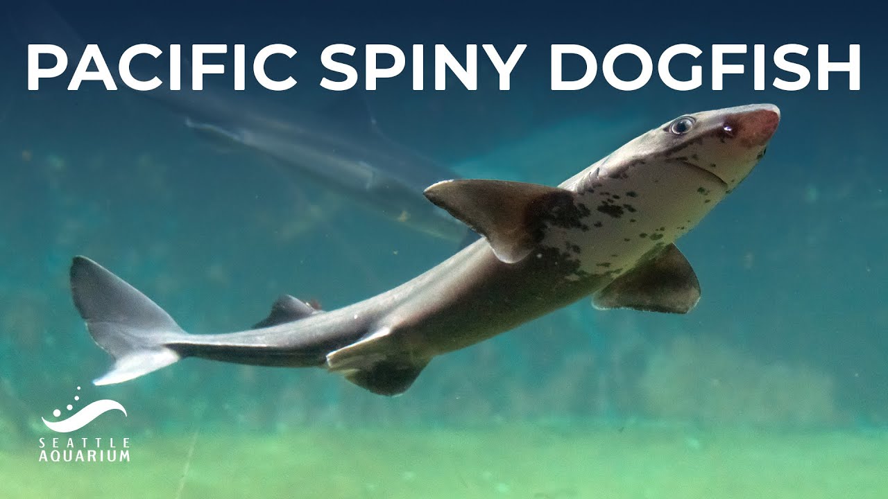 All About Pacific Spiny Dogfish - Shark and Ray Awareness Day